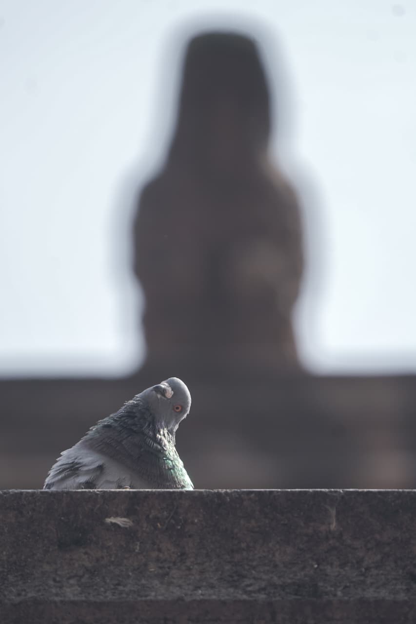 ¿Dragones o caimanes? Las gárgolas que vigilan Morelia desde las alturas