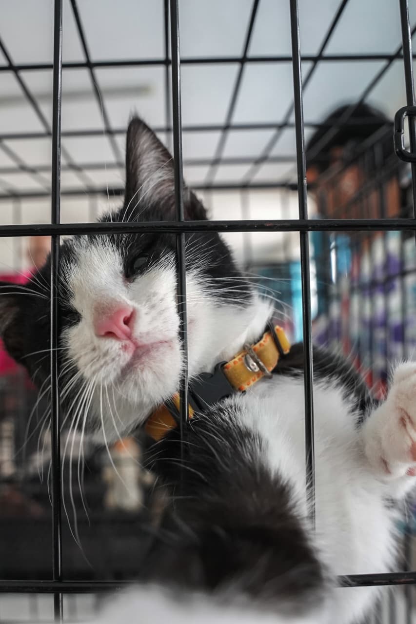 ¿Buscas un compañero de cuatro patas? Expo Adopción Michican espera en el IMCED