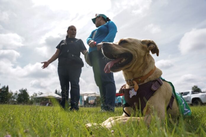Adopción de perritos y picnic de pasteles: combinación en feria de Huellitas Unidas