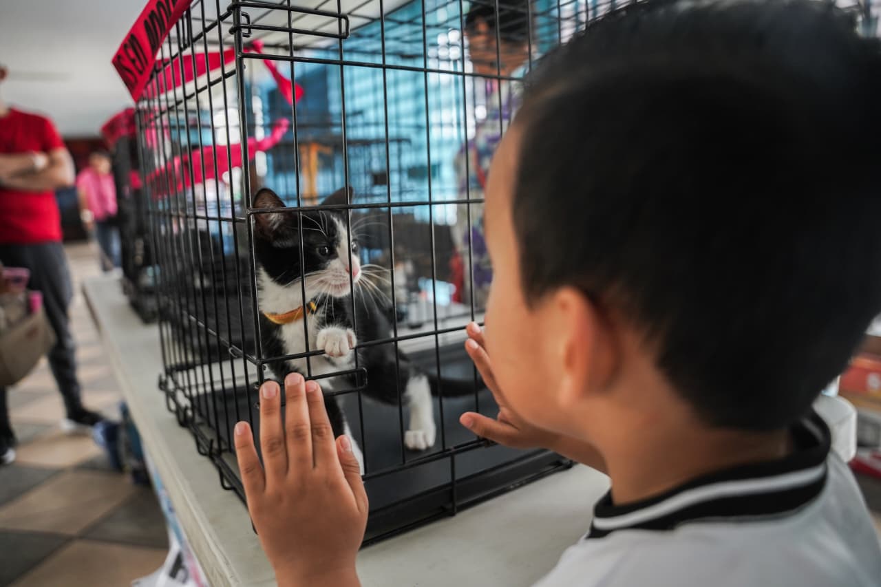 ¿Buscas un compañero de cuatro patas? Expo Adopción Michican espera en el IMCED