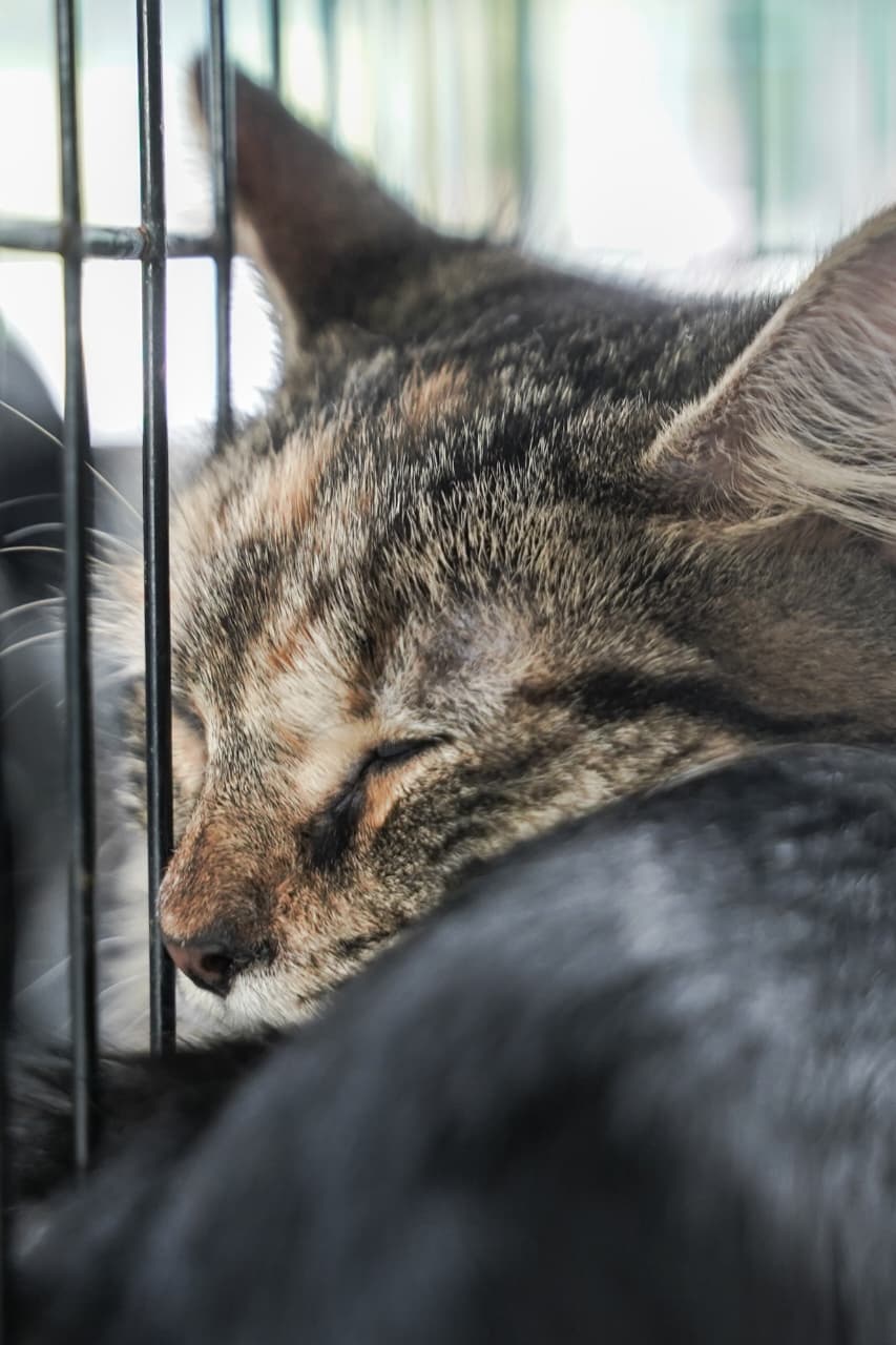 ¿Buscas un compañero de cuatro patas? Expo Adopción Michican espera en el IMCED
