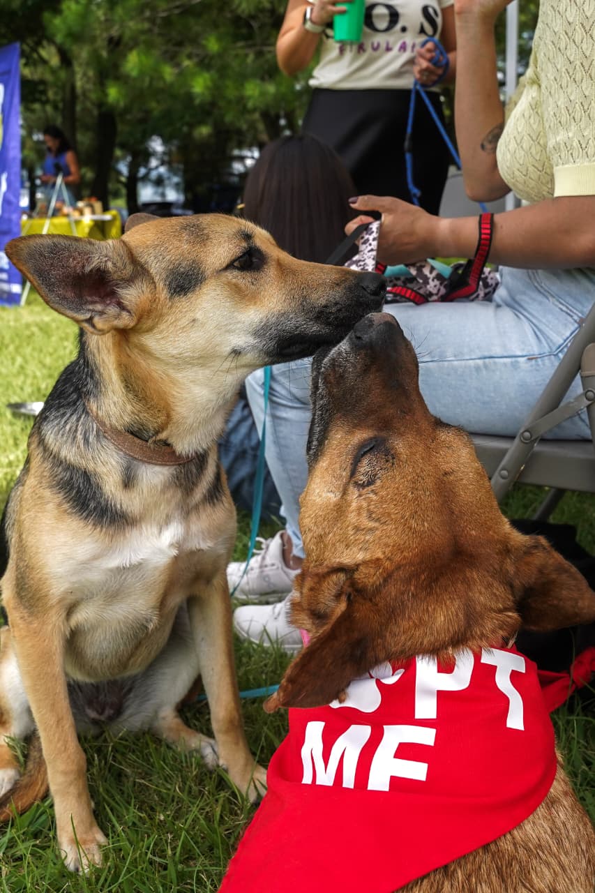 Adopción de perritos y picnic de pasteles: combinación en feria de Huellitas Unidas