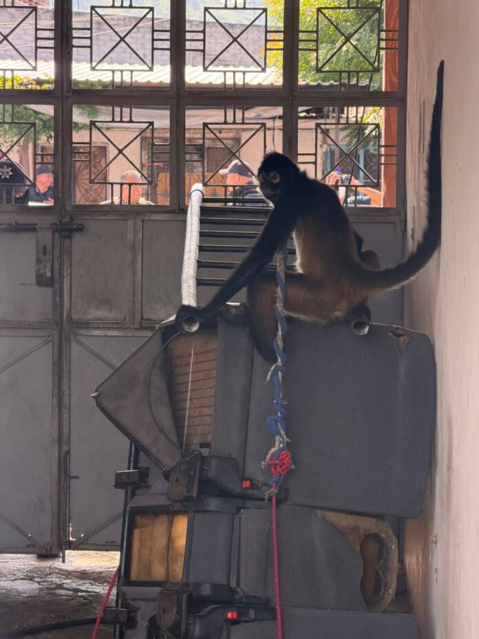 Tras cateo, FGE rescata a mono araña en Múgica