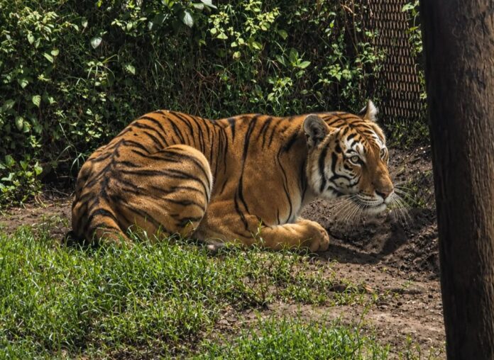 Michoacán, decomisan fauna exótica
