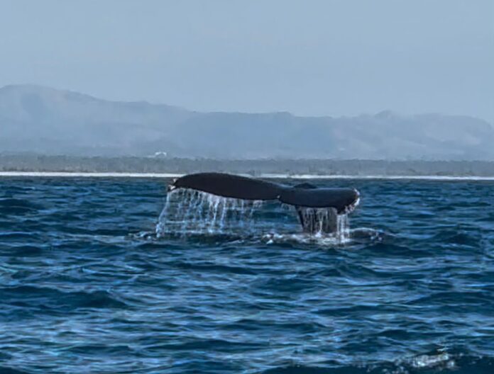 Michoacán entra a mapa nacional del avistamiento de ballenas en Lázaro Cárdenas