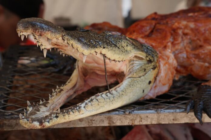 Carne de león, cocodrilo e insectos llegarán al Festival del Asado Morelia Carne de león, cocodrilo e insectos llegarán al Festival del Asado Morelia