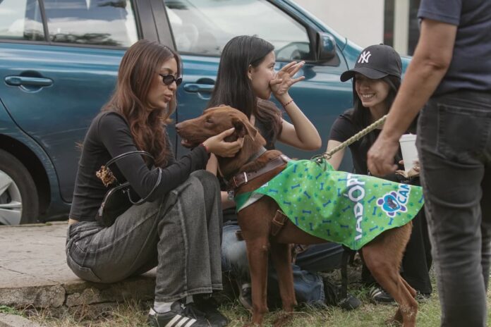 Feria de adopción busca hogares para perros rescatados en Morelia