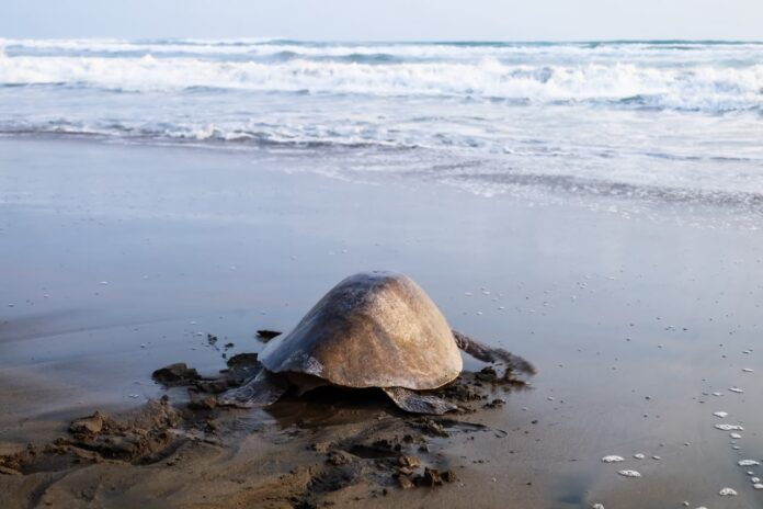 Playa Azul: 32 años de lucha por salvar a las tortugas marinas