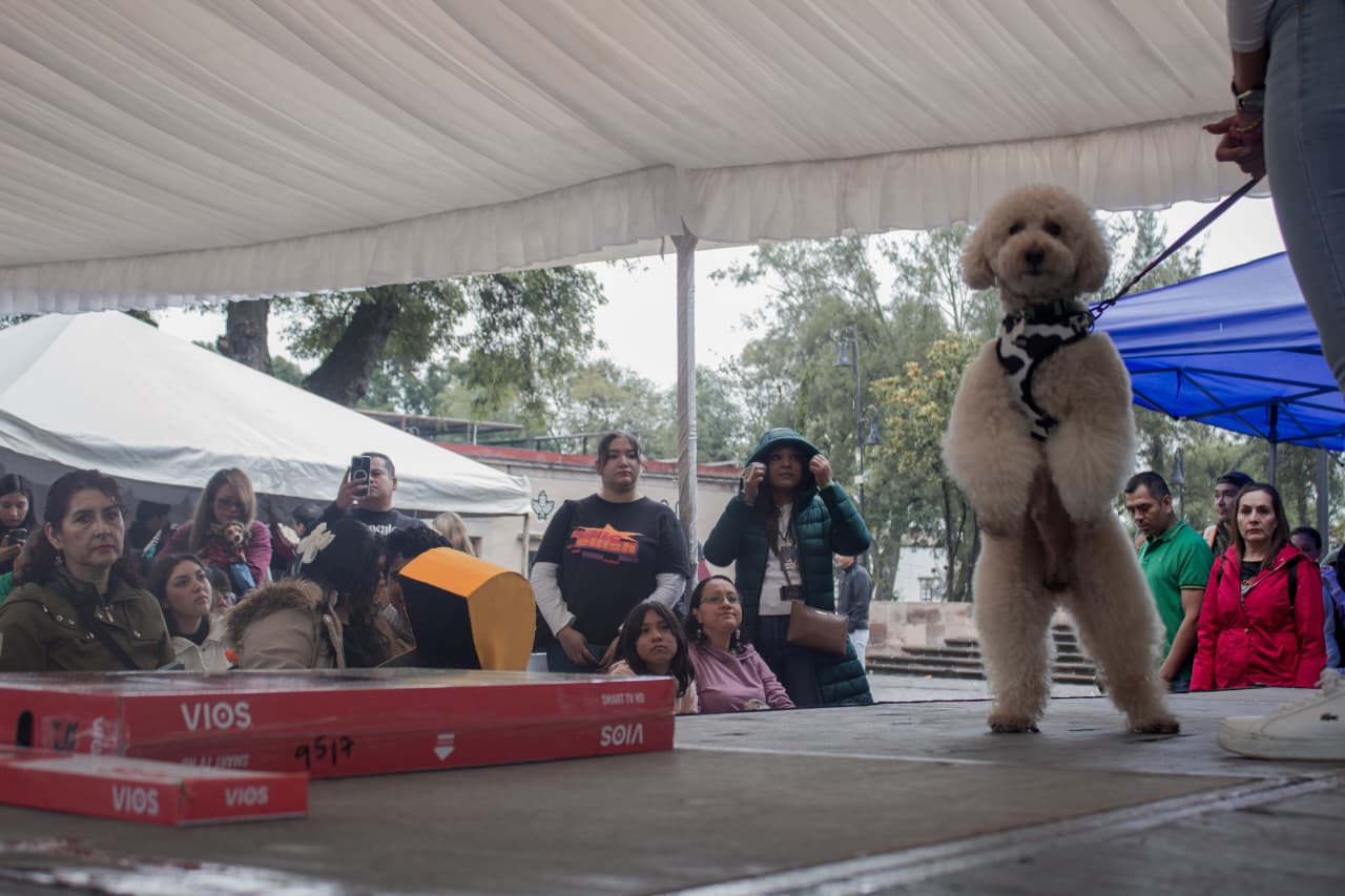 Perritos con disfraz y adopciones toman la plaza del Caballito en Morelia