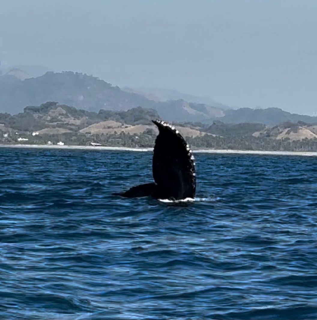 Michoacán entra a mapa nacional del avistamiento de ballenas en Lázaro Cárdenas