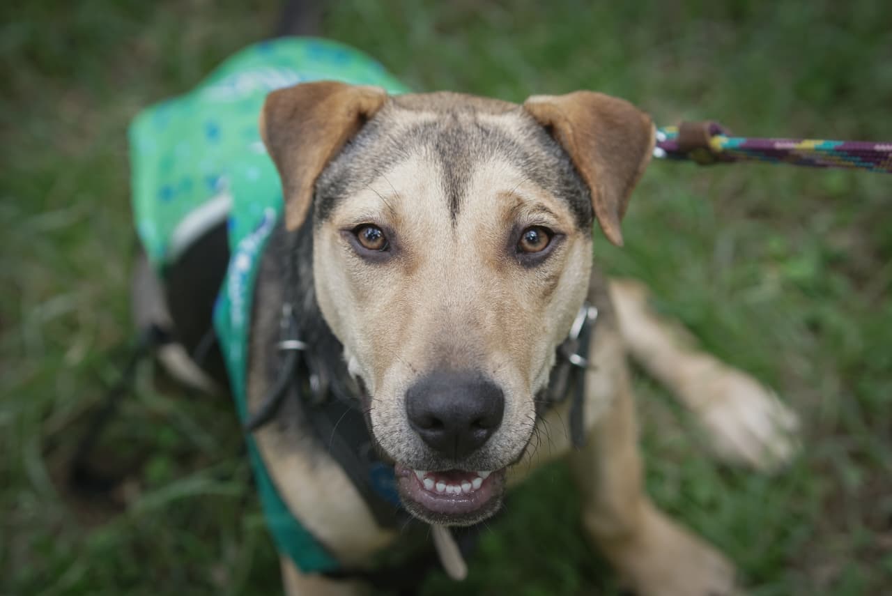 Feria de adopción busca hogares para perros rescatados en Morelia