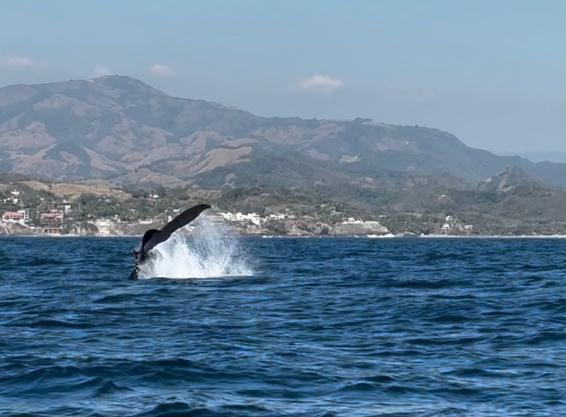Michoacán entra a mapa nacional del avistamiento de ballenas en Lázaro Cárdenas