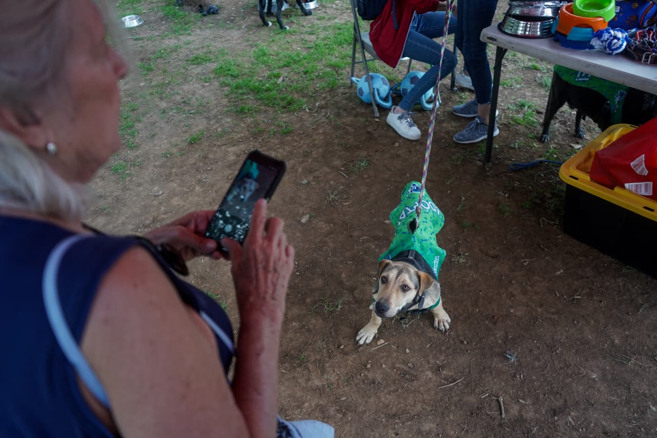 Feria de adopción busca hogares para perros rescatados en Morelia