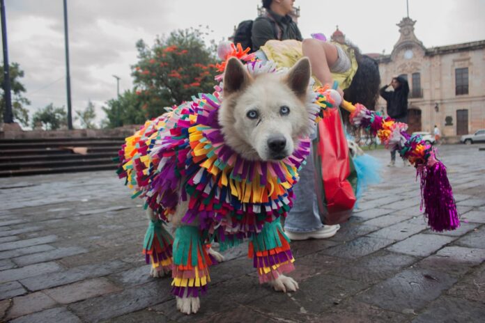 Perritos con disfraz y adopciones toman la plaza del Caballito en Morelia