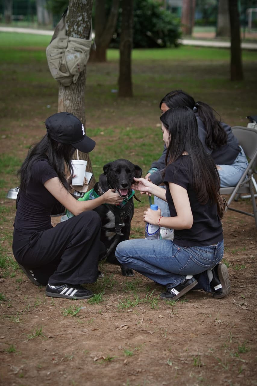 Feria de adopción busca hogares para perros rescatados en Morelia
