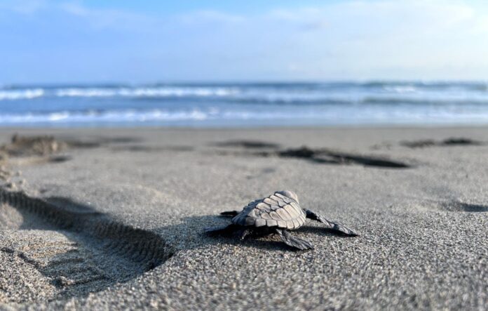 Nacen las primeras tortuguista en la costa michoacana